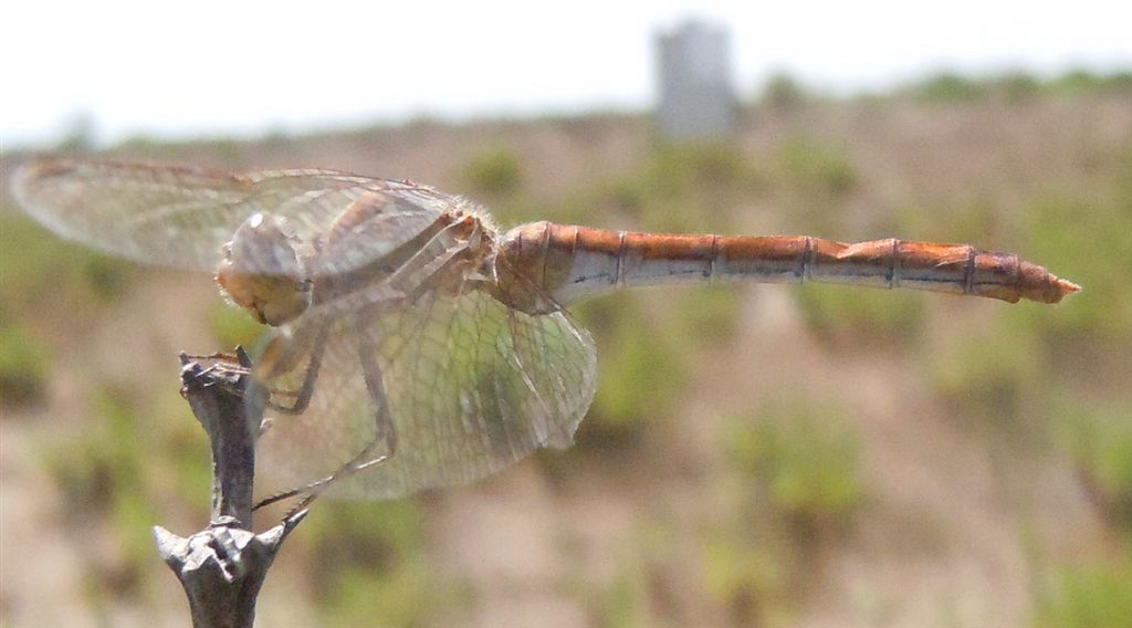 Sympetrum meridionale?